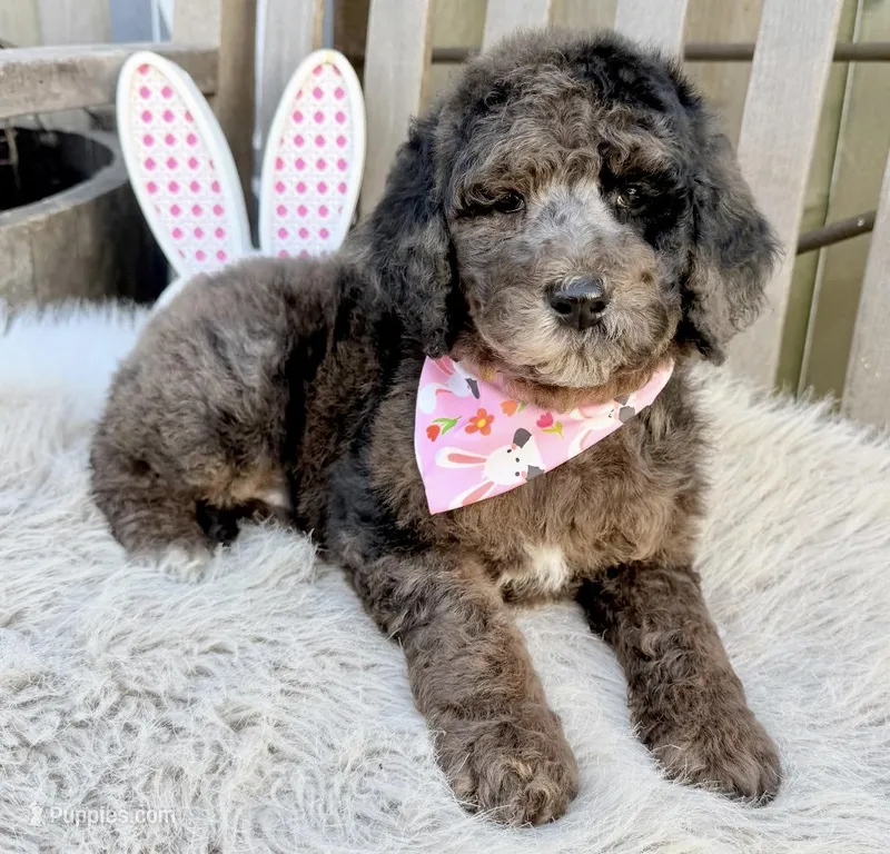 Annie, a female Bernedoodle for sale in Wilmington, IL – Photo 1 of 1