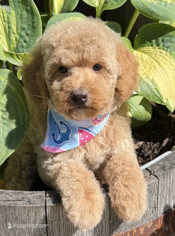 Bentley  – Poodle - Miniature  puppy for sale in Wilmington, IL