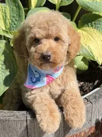 Bentley , a male Poodle - Miniature  for sale in Wilmington, IL – 1 of 1