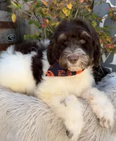 Snickers, a male Labradoodle for sale in Wilmington, IL – 2 of 2