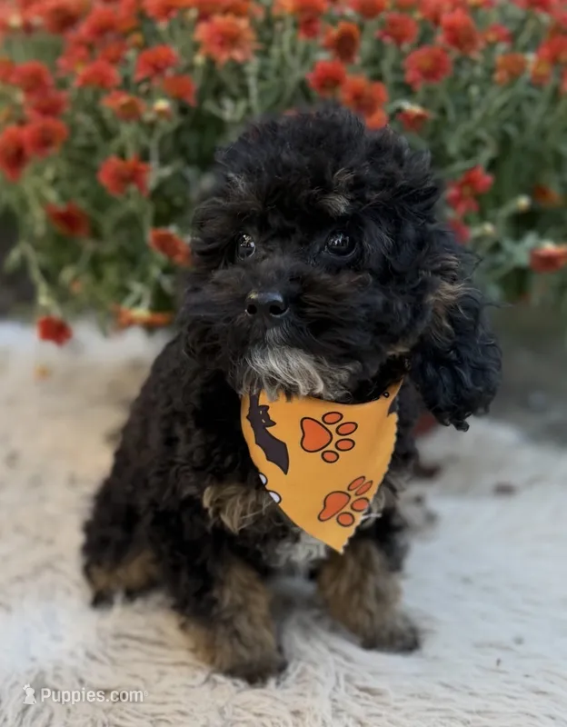 Bruno – Poodle - Toy  puppy for sale in Wilmington, IL