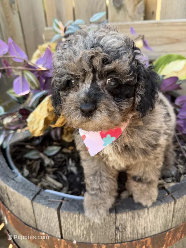 Paris – Poodle - Toy  puppy for sale in Wilmington, IL