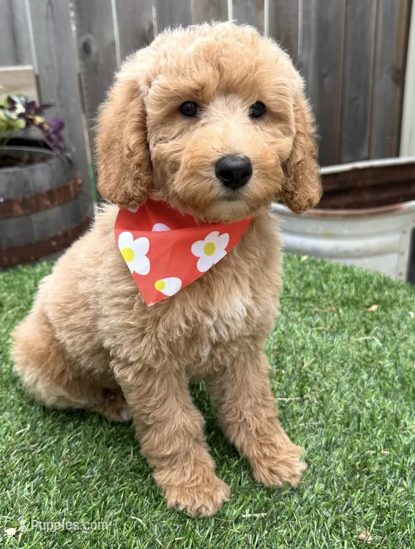 Prada – Poodle - Miniature  puppy for sale in Wilmington, IL