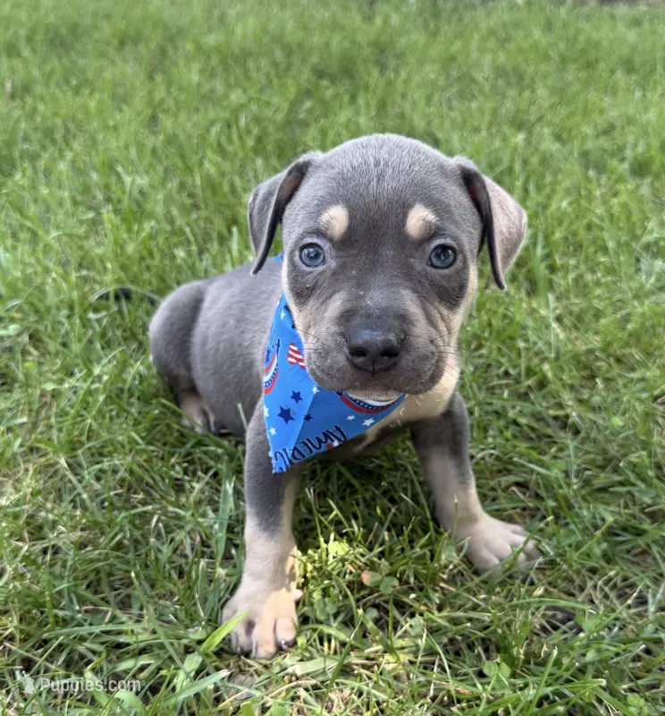 Charger – American Bully puppy for sale in Wilmington, IL