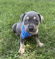 Charger, a male American Bully for sale in Wilmington, IL – 1 of 2