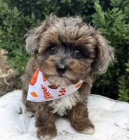 Martini, a female Schnoodle for sale in Wilmington, IL – 1 of 1
