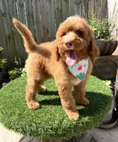 Ryder, a male Labradoodle for sale in Wilmington, IL – 2 of 2