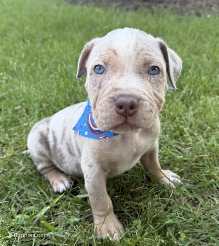 Diesel – American Bully puppy for sale in Wilmington, IL