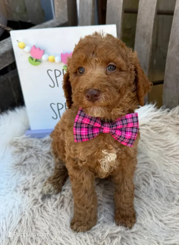Riley – Labradoodle puppy for sale in Wilmington, IL