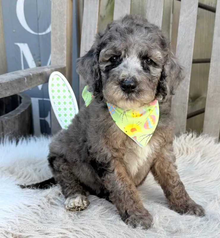 Hank, a male Bernedoodle for sale in Wilmington, IL – Photo 1 of 1