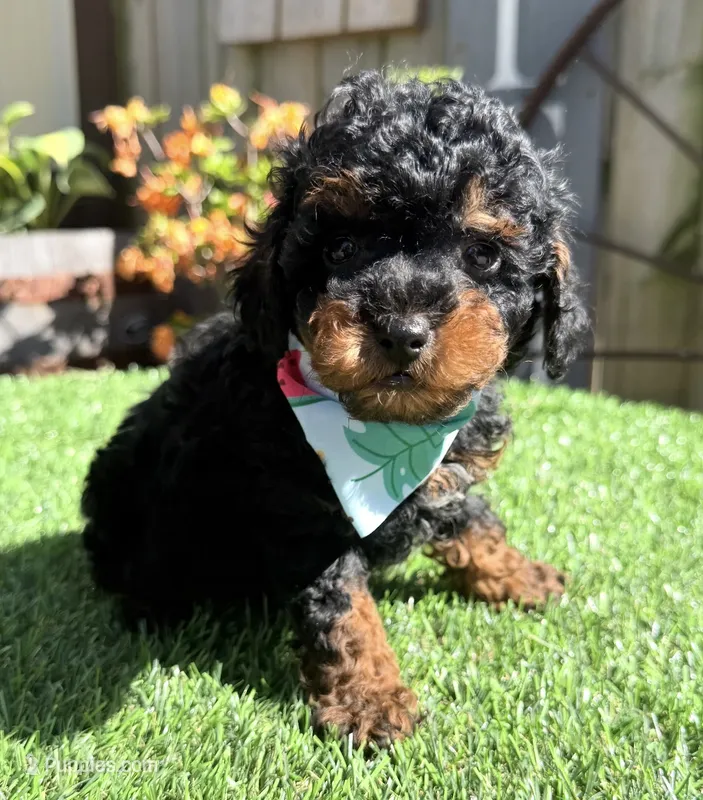 Bentley  – Poodle - Toy  puppy for sale in Wilmington, IL