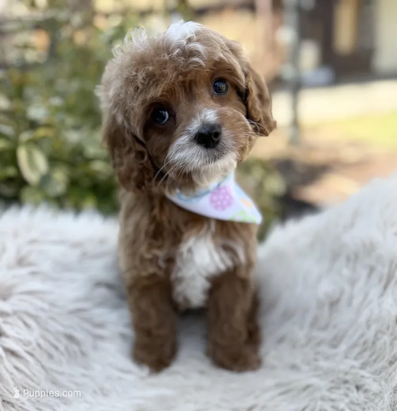 Cheeto – Cavapoo puppy for sale in Wilmington, IL