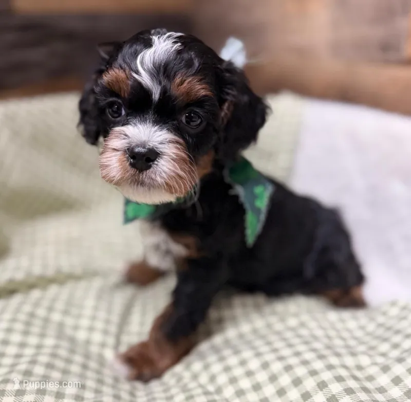 Cheeto, a male Cavapoo for sale in Wilmington, IL – Photo 1 of 1
