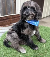 Henry, a male Labradoodle for sale in Wilmington, IL – 1 of 2