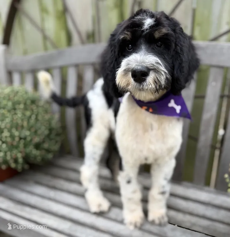 Oreo – Labradoodle puppy for sale in Wilmington, IL