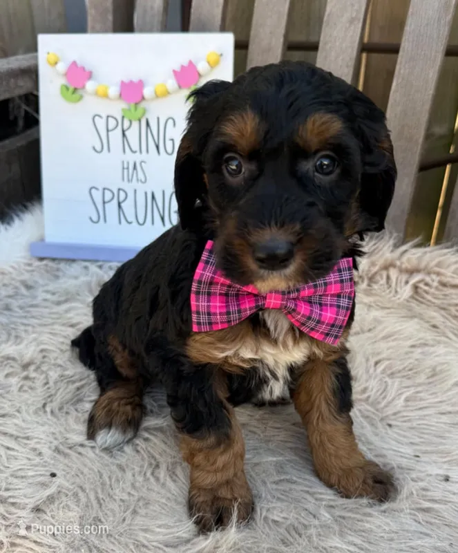 Denali  – Bernedoodle puppy for sale in Wilmington, IL