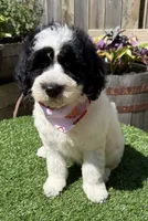 Snickers , a female Labradoodle for sale in Wilmington, IL – 2 of 2
