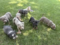 Diesel, a male American Bully for sale in Wilmington, IL – 2 of 3
