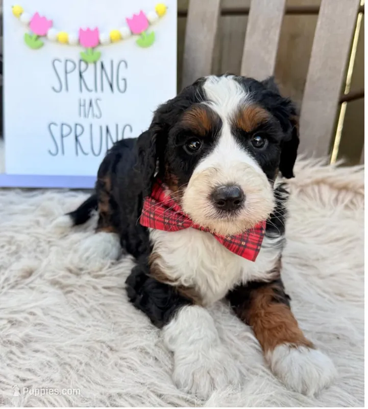 Jasper – Bernedoodle puppy for sale in Wilmington, IL