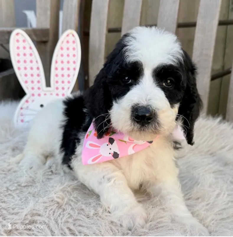 Millie, a female Bernedoodle for sale in Wilmington, IL – Photo 1 of 1