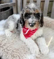 Tucker, a male Labradoodle for sale in Wilmington, IL – Photo 2 of 2