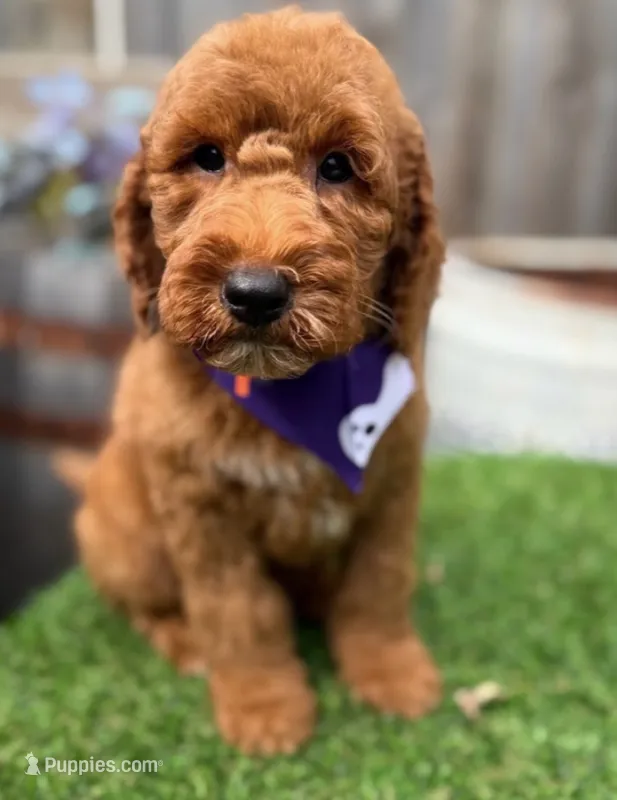 Dixie – Labradoodle puppy for sale in Wilmington, IL