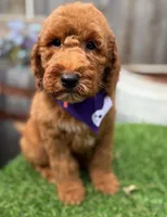 Dixie, a female Labradoodle for sale in Wilmington, IL – 1 of 1