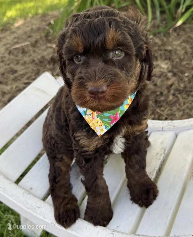 Hershey – Labradoodle puppy for sale in Wilmington, IL