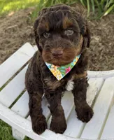 Hershey, a male Labradoodle for sale in Wilmington, IL – 1 of 1