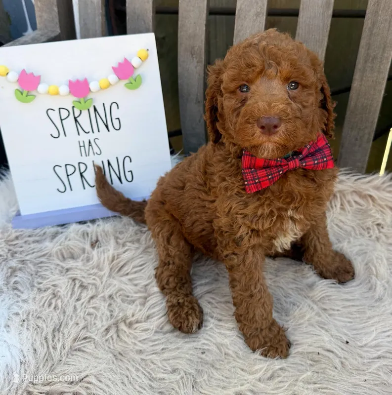 Ryder – Labradoodle puppy for sale in Wilmington, IL