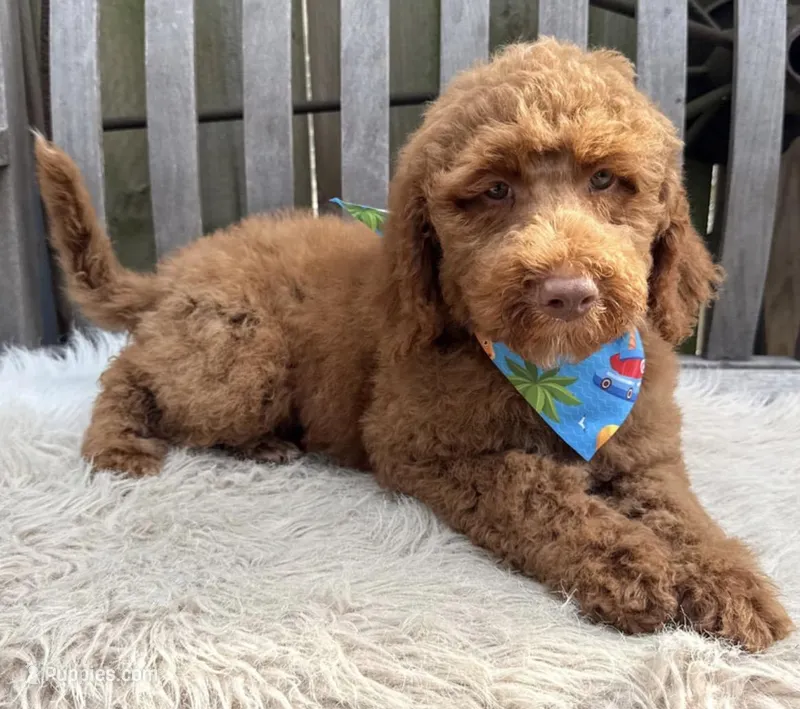 Ryder – Labradoodle puppy for sale in Wilmington, IL