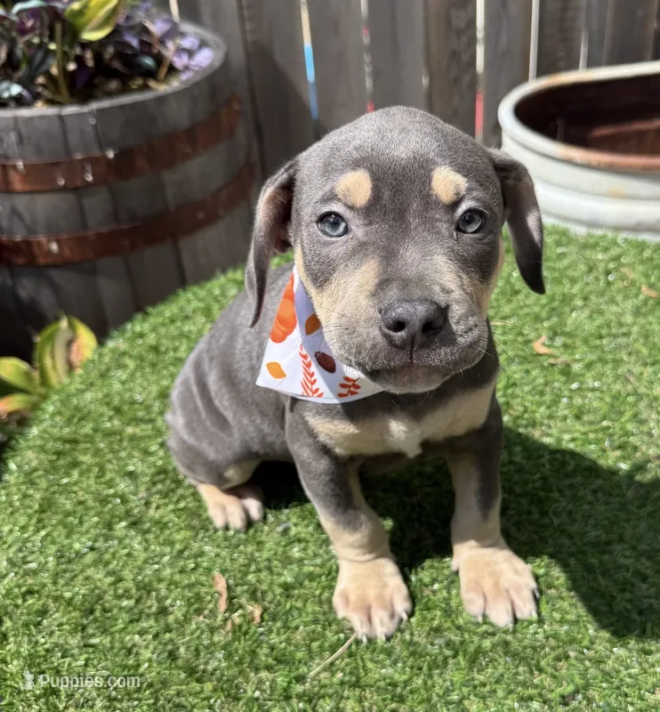 Charger – American Bully puppy for sale in Wilmington, IL
