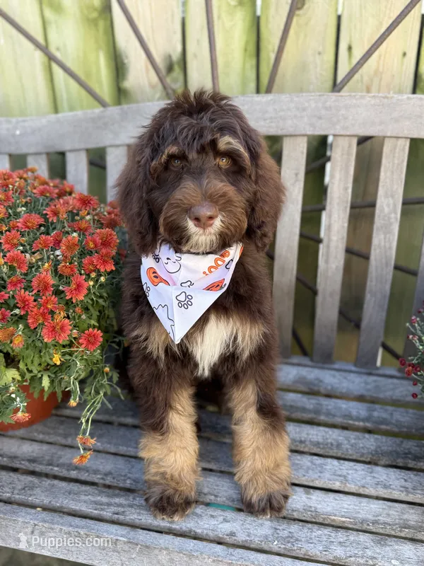 Hershey  – Labradoodle puppy for sale in Wilmington, IL