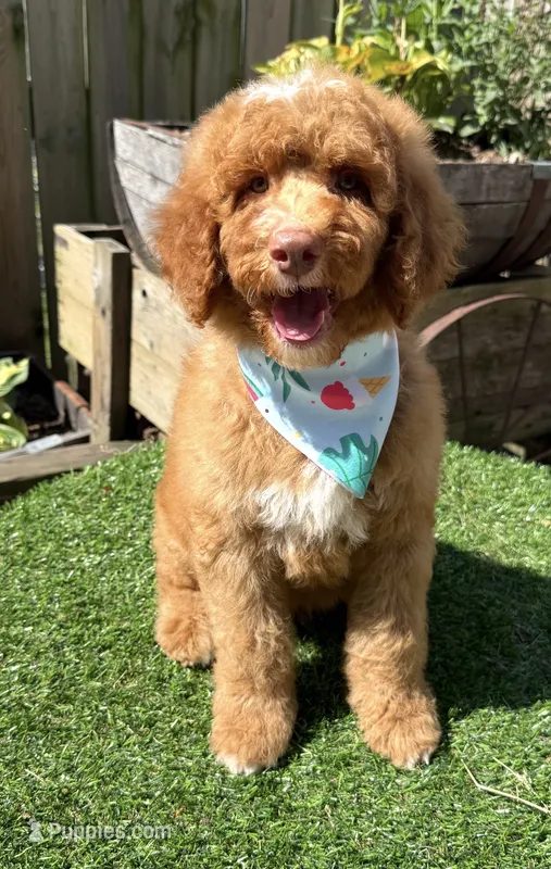 Ryder – Labradoodle puppy for sale in Wilmington, IL