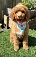 Ryder, a male Labradoodle for sale in Wilmington, IL – 1 of 2