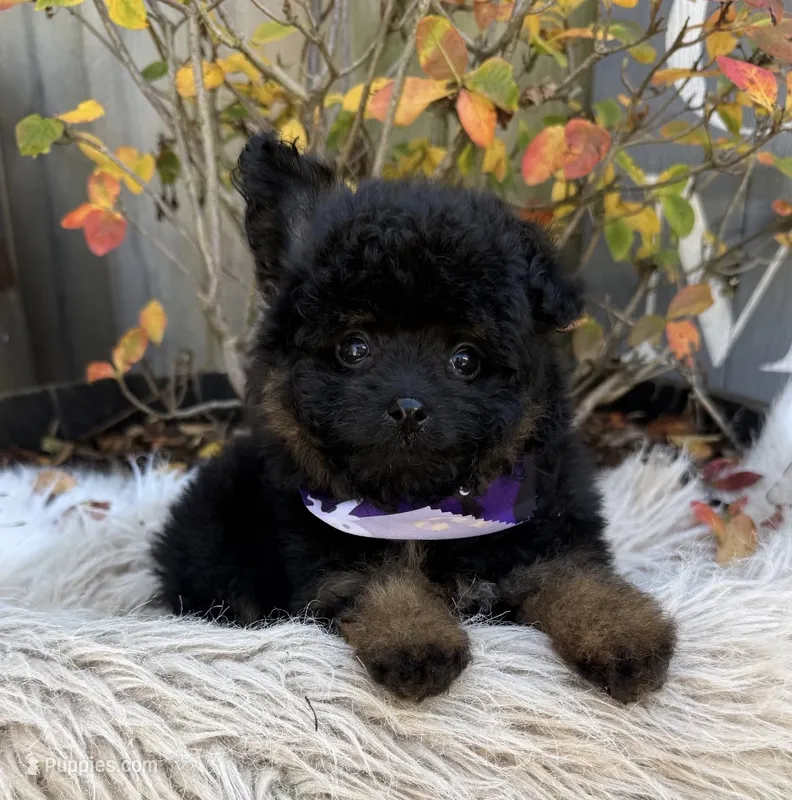 Layla – Pomapoo puppy for sale in Wilmington, IL