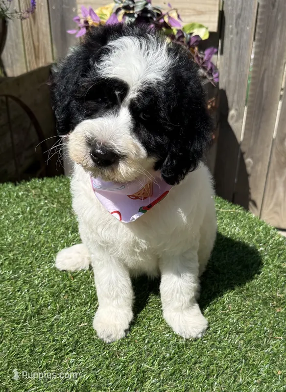 Snickers  – Labradoodle puppy for sale in Wilmington, IL