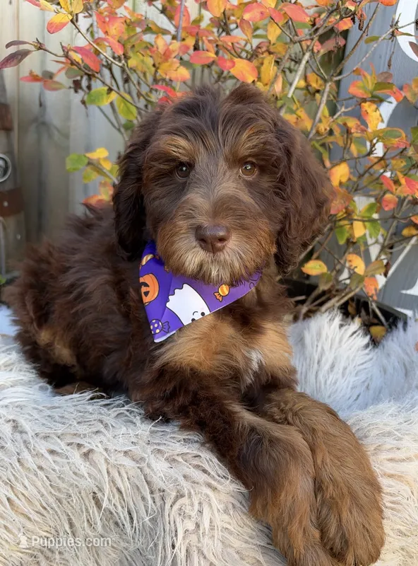 Martini – Labradoodle puppy for sale in Wilmington, IL