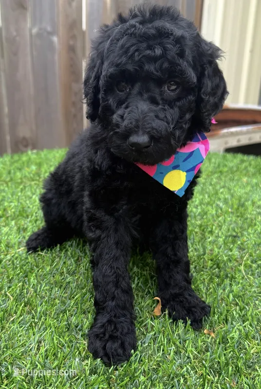 Snickers  – Labradoodle puppy for sale in Wilmington, IL