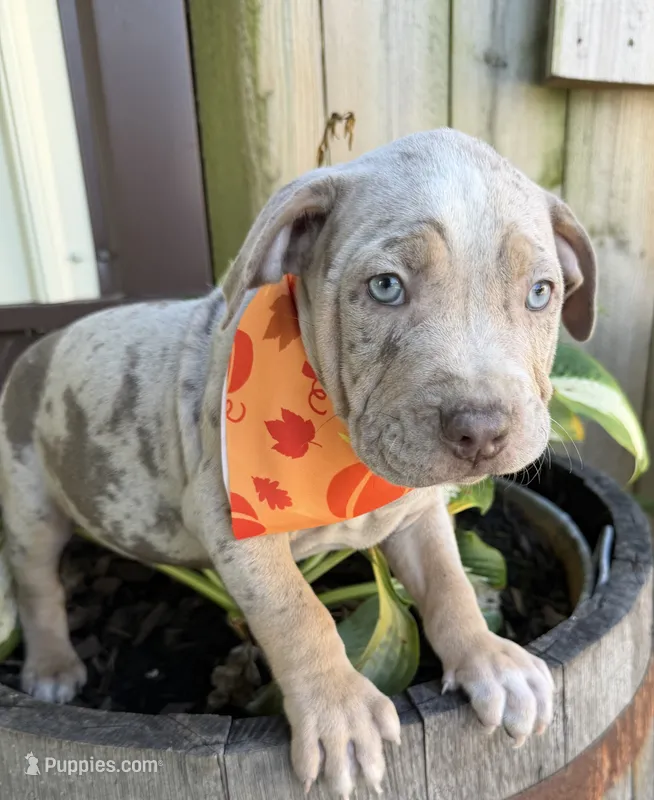 Diesel – American Bully puppy for sale in Wilmington, IL