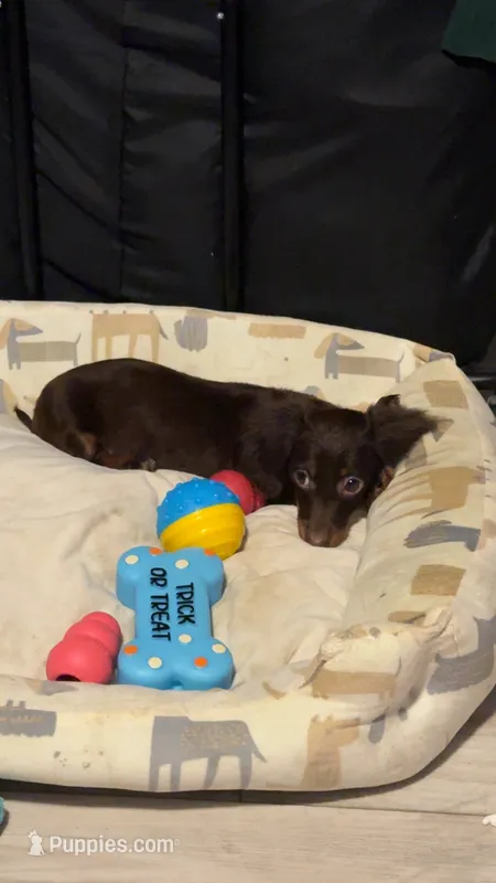 Miniature Chocolate long hair dapple – Miniature Dachshund puppy for sale in Lemoore, CA