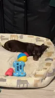 Miniature Chocolate long hair dapple, a female Miniature Dachshund for sale in Lemoore, CA – 1 of 4