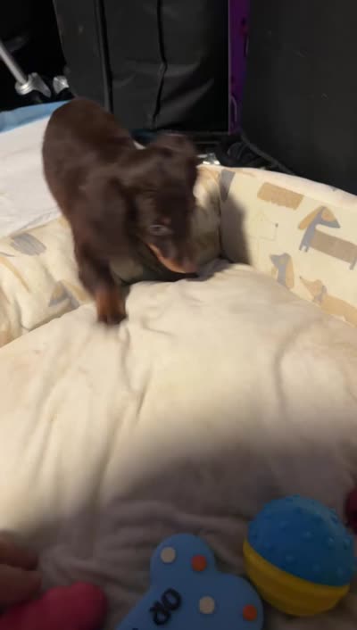 Miniature Chocolate long hair dapple, a female Miniature Dachshund for sale in Lemoore, CA – 3 of 4