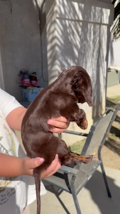 Miniature Chocolate long hair dapple, a female Miniature Dachshund for sale in Lemoore, CA – 4 of 4