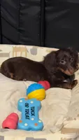 Miniature Chocolate long hair dapple, a female Miniature Dachshund for sale in Lemoore, CA – 2 of 4