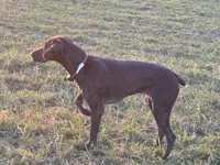 Sequoia, a female German Shorthaired Pointer for sale in Meyersdale, PA – Photo 2 of 2