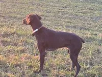 Sequoia, a female German Shorthaired Pointer for sale in Meyersdale, PA – Photo 1 of 2
