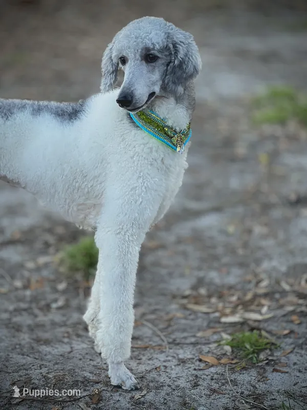 Maggie – Poodle - Standard  puppy for sale in Manning, SC