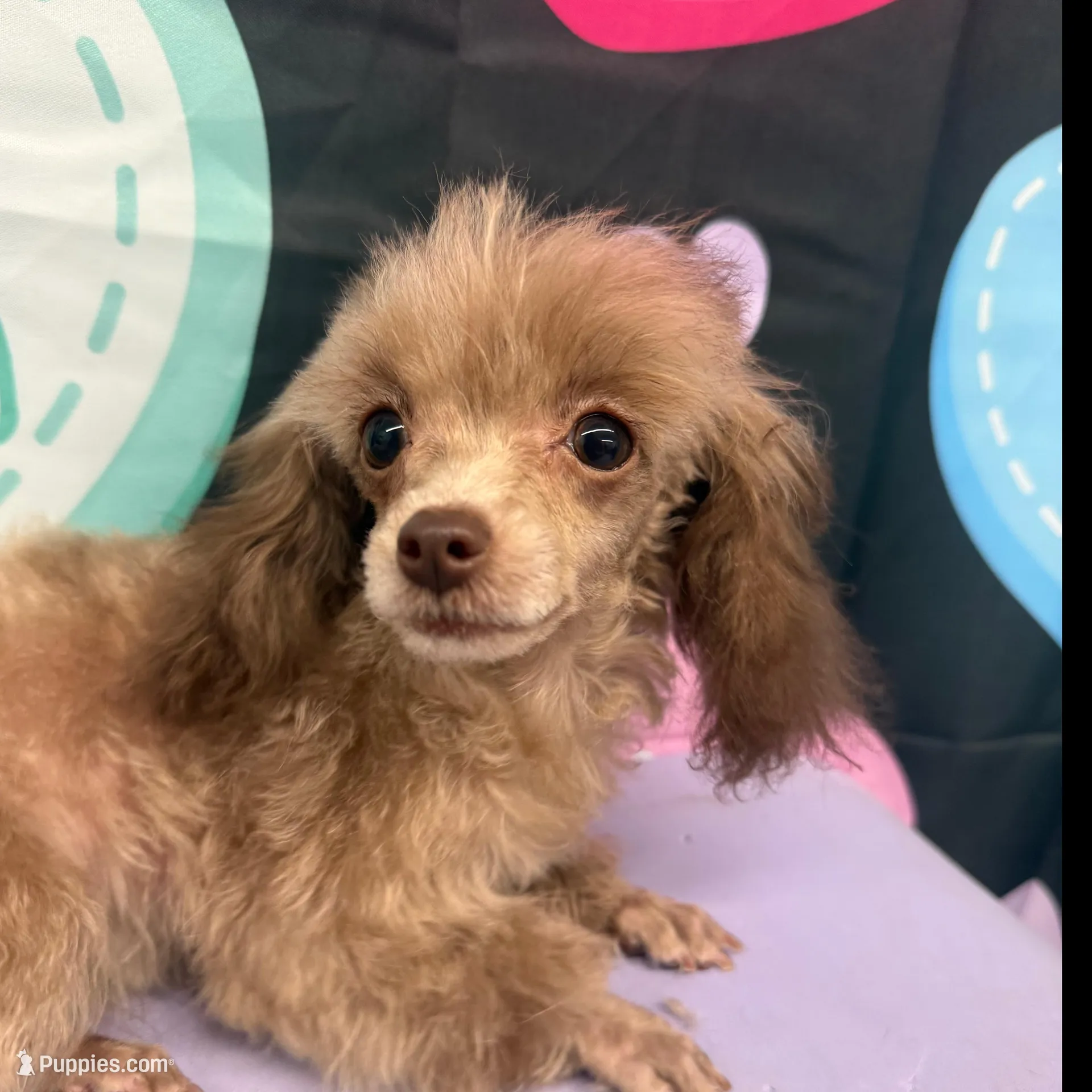 Apple Dumpling , a female Poodle - Toy  for sale in Manning, SC – Photo 2 of 3