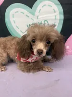 Apple Dumpling , a female Poodle - Toy  for sale in Manning, SC – Photo 1 of 3